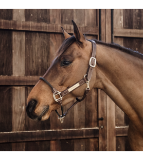 Kentucky Licol en cuir Rope