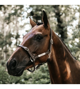 Kentucky licol flexible