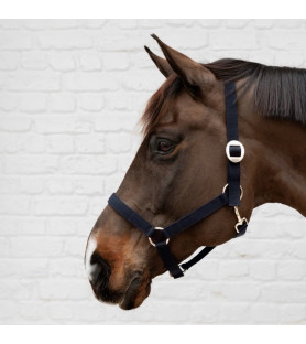 Kentucky licol en nylon