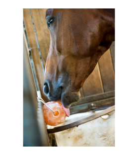 Hippotonic Pierre a sel de...