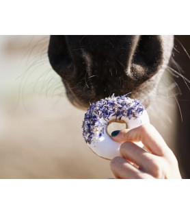 Candy horse donuts Bleuet
